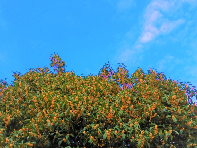 9. Osmanthus tells you Autumn has come
